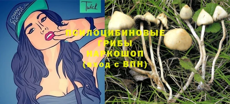 хочу наркоту  Щёкино  Псилоцибиновые грибы Magic Shrooms 