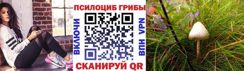 Псилоцибиновые грибы Cubensis  Щёкино 
